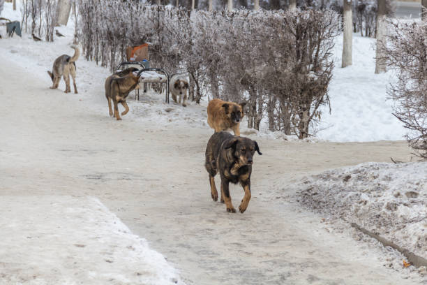 istock Stray dogs on the city streets. 2193649469