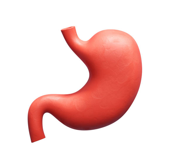 istock Stomach Human Organs 3d Icon Illustration 2193649576