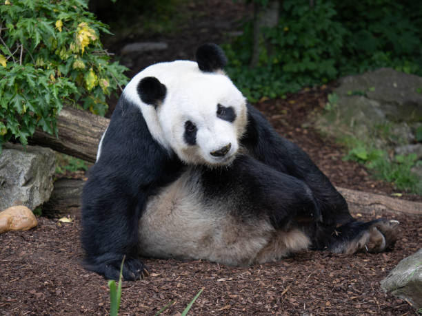 istock Cute Panda lying on the Ground Scratching Himself 2193650001