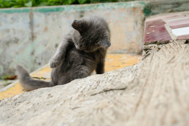 The little gray cat sits while cleaning its fur. Cat meows. Selective Focus and Bokeh. Animal Closeup. Cute and Lovely Behavior. Pet Cat. Cute and relaxed animal behavior