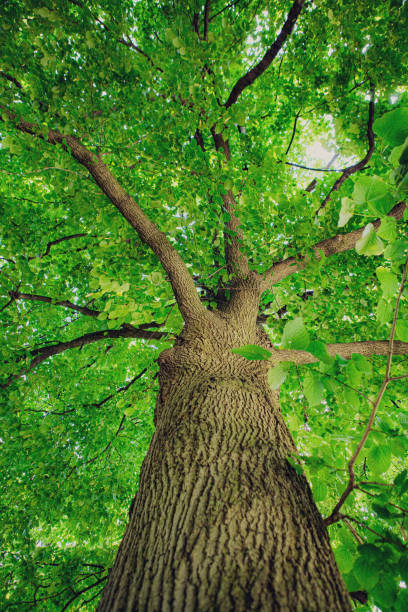 istock Sunlit Canopy: Vibrant Green Leaves and Majestic Tree Branches 2193653217
