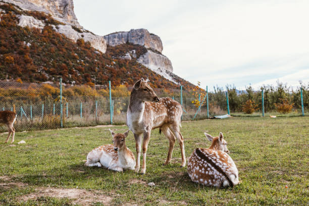 Baby Fawns