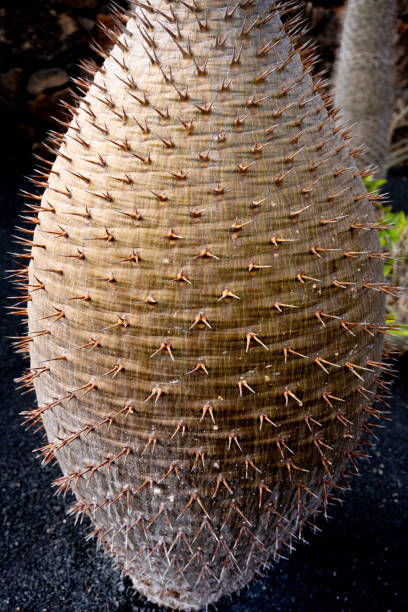 istock Close-up view of a Madagascar palm (Pachypodium lamerei) trunk, highlighting its thorns and unique texture 2193656561