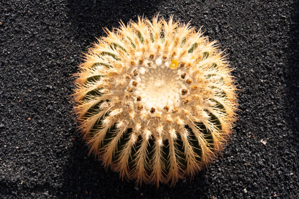 Close-up of a round cactus Echinocactus grusoni with long spines, growing on a bed of black volcanic soil, creating a striking contrast