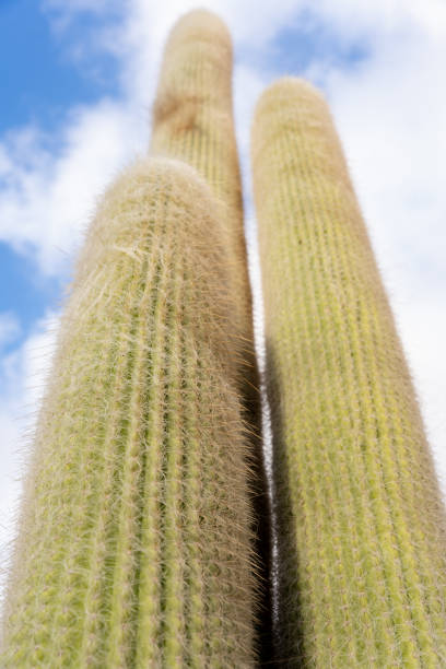 Desert succulents rising against pale blue cloudy backdrop, highlighting spiny silhouettes and rugged botanical forms of cactus (Cephalocereus senilis)