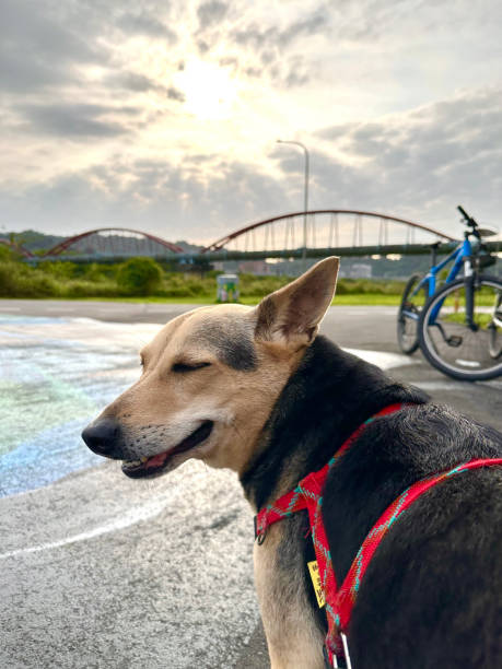 istock Happy puppy taking a walk in park 2193658080
