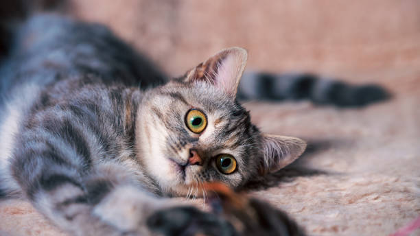 istock tabby striped kitten is playing on the sofa covered with a light plaid made of artificial fur 2193661019
