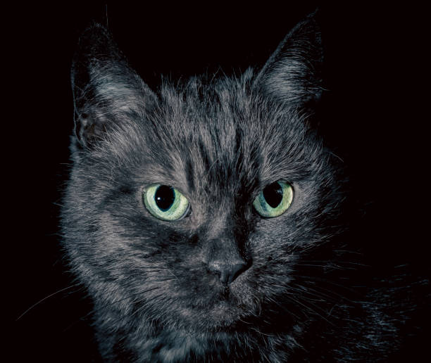istock black angry discontented cat with bright green eyes 2193661567