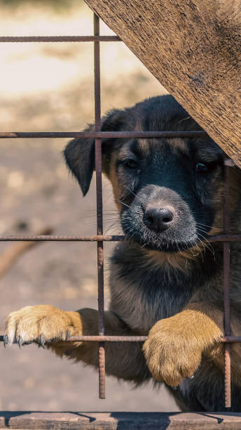 istock purebred puppy behind bars in a shelter 2193661890