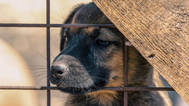 istock purebred puppy behind bars in a shelter 2193661897