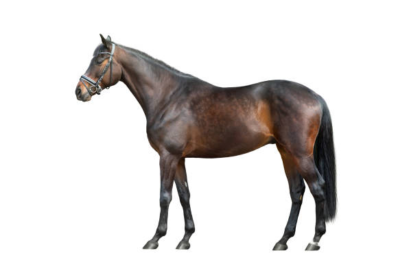 istock Horse stand isolated on white 2193662583