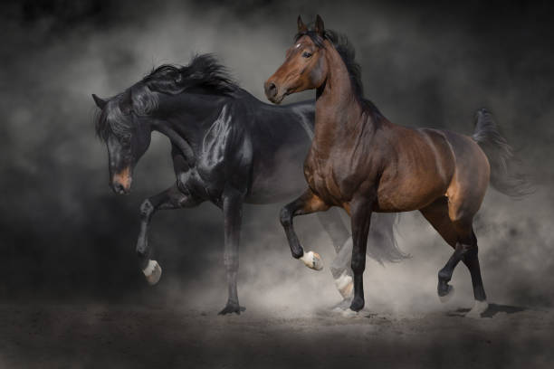 istock Horses free run in desert 2193662586