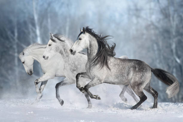 istock Horses run in snow field 2193662598