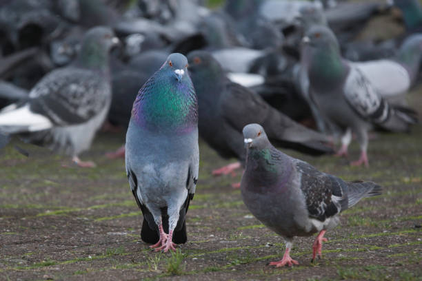 istock pigeon flirting in a group of pigeons 2193665473