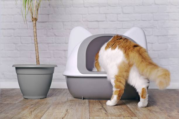 istock Funny longhair cat step inside a closed litter box next to a houseplant. Horizontal image. 2193666146