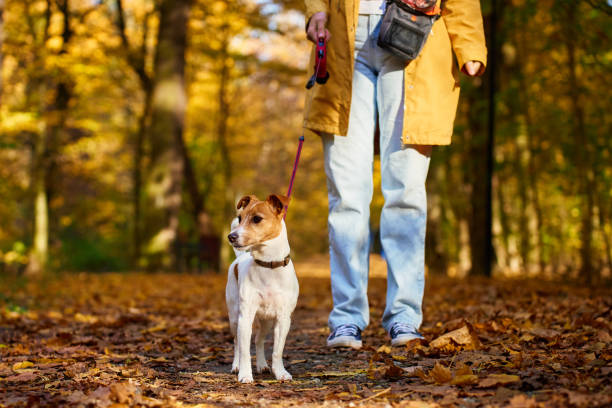 istock Jack Russell Terrier on leash during autumn walk 2193667400