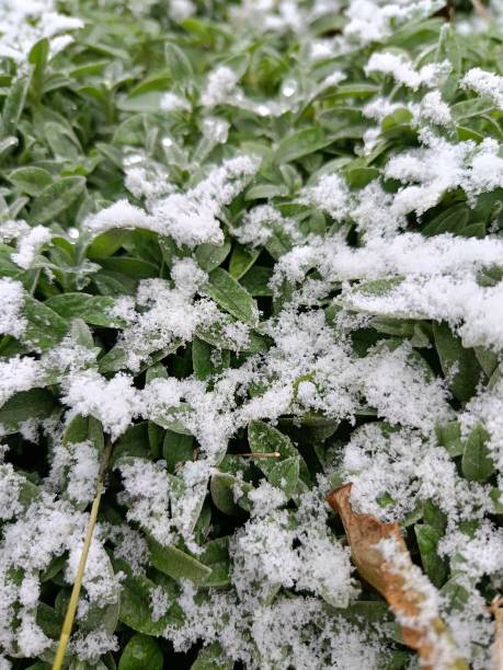 istock leaves covered with frost 2193667820