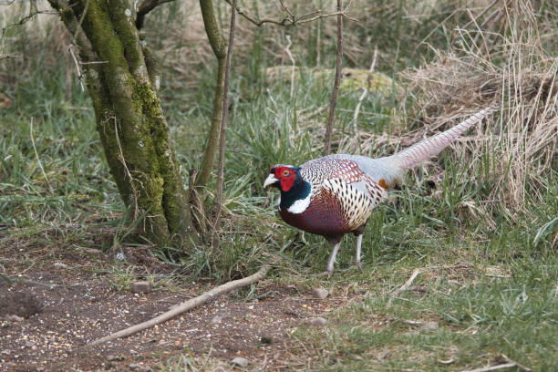 pheasant sneking around the tall grass