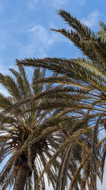 istock Beautiful palm trees against a blue cloudy sky illuminated by the rays of the setting sun. Lush tropical leaves. 2193673585