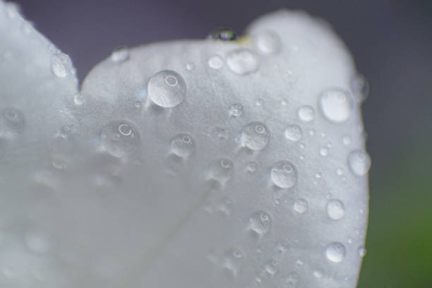 Delicate white flower with morning dew drops - Close-up of a white flower petal covered in clear, glistening water droplets, illuminated by sunlight.