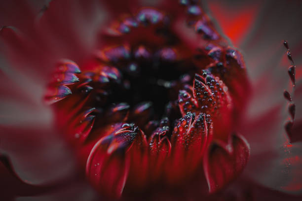 beautiful red flower in the garden in springtime, red background