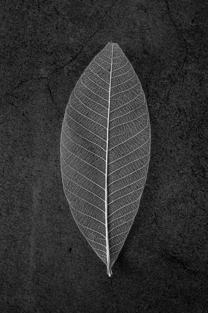 Dry Gray Maple leaf, Isolated on Autumn Foliage Backdrop, and equipped with precise Clipping Path, is excellent choice for implementation in various CG design projects. 