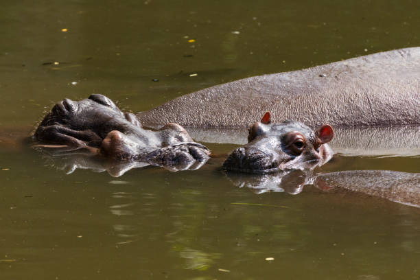 istock Hippo cooling off in the water. 2193681285