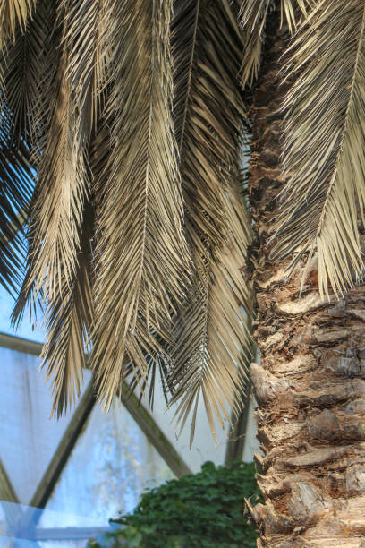 istock Palm leaf background. Foliage pattern. Dry leaves. Beige neutral natural color. 2193681520