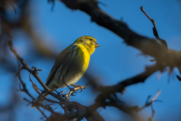istock European Serin perched on a tree branch in the morning light 2193681839