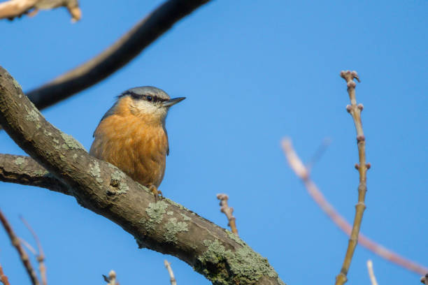 The Eurasian Nuthatch is an easy bird to recognize by its plumage and behavior, especially since it is often the only one of its kind present in a given location.