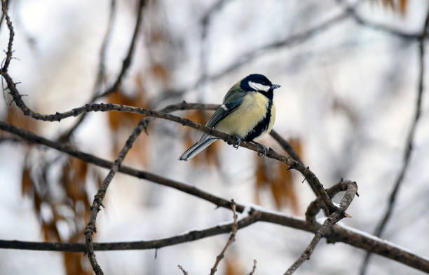Cute bird Great tit, songbird sitting on a branch without leaves in the autumn or winter