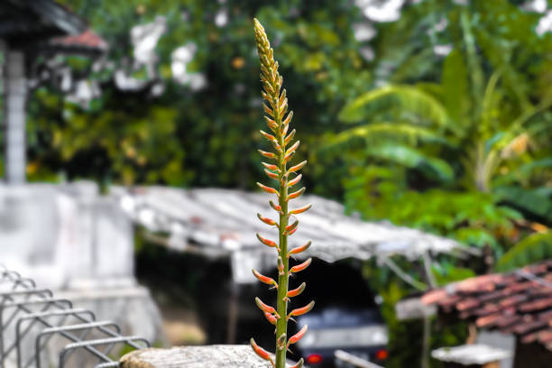 Aloe vera flowers in the yard with blurred background