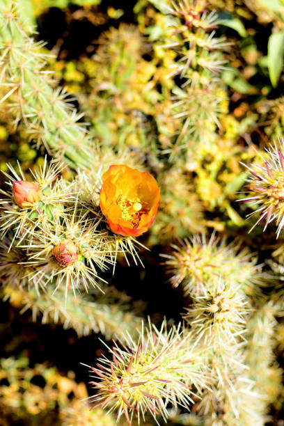 Cactus flowers,