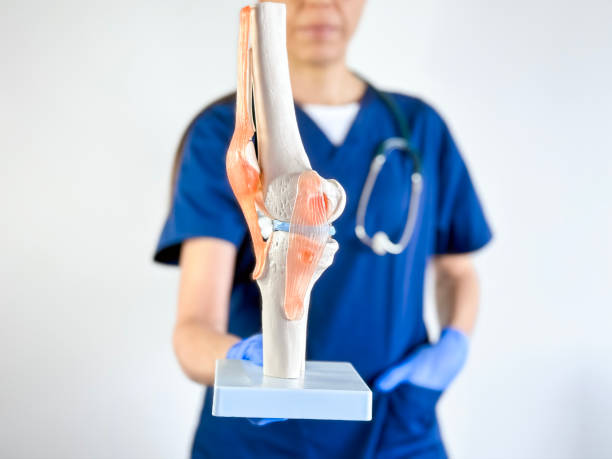 Doctor holding a human knee joint Model
