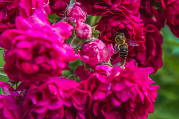 A bee busily collects nectar from vibrant pink roses, surrounded by lush greenery. The warm sunlight enhances the flowers' vivid colors, creating a lively garden atmosphere.
