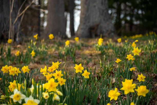 spring forest. blooming yellow daffodils in a clearing in the forest.