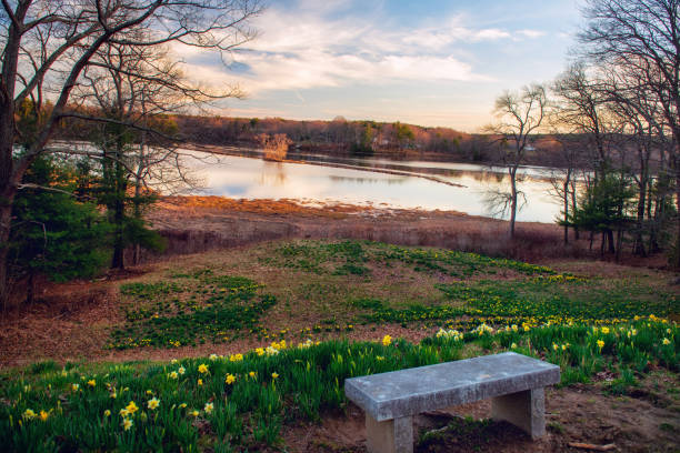 Spring park. Bench with a view of the river and a blooming meadow with yellow daffodils. Quiet evening by the river in the spring park.