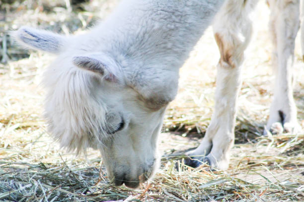 Alpaca white wool animal on farm. Portrait