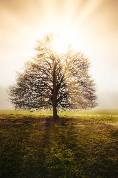 Isolated tree on a misty, foggy winters morning illuminated from behind with sun rays bursting through