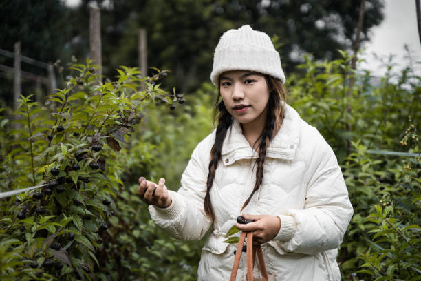 A woman carefully picks ripe berries while nurturing her vibrant garden by the house.