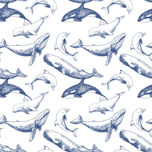 1,900+ Blue Killer Whale Stock Illustrations, Royalty-Free Vector