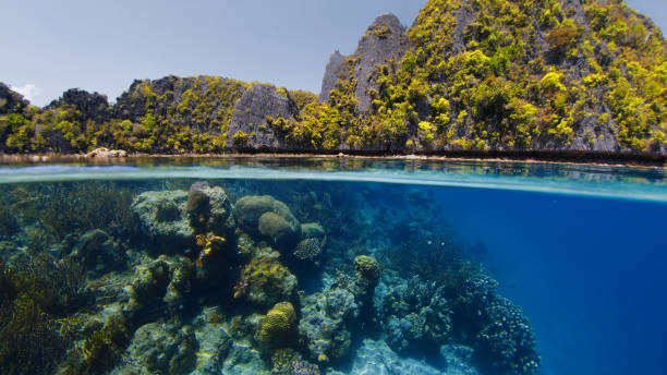 istock Half underwater seabed showing tropical island and coral 2193694912