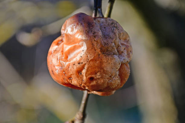 istock rotten apples on a tree in winter in Germany 2193695898