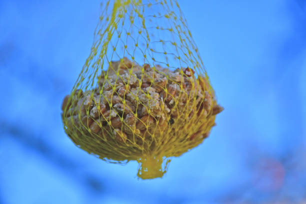 tit dumplings bird food in a tree