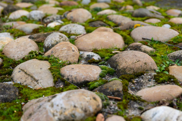 Smooth pebbles of various sizes and colors line a tranquil pathway, blanketed with vibrant green moss. This peaceful setting offers a connection to nature.