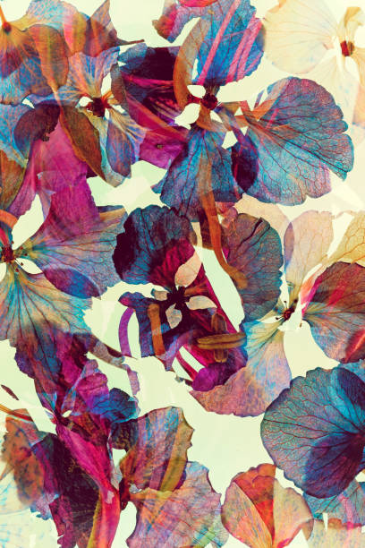 istock Dried and pressed petals of hydrangea flower 2193696630