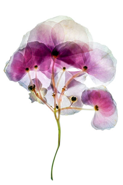 istock Dried and pressed petals of hydrangea flower 2193696632