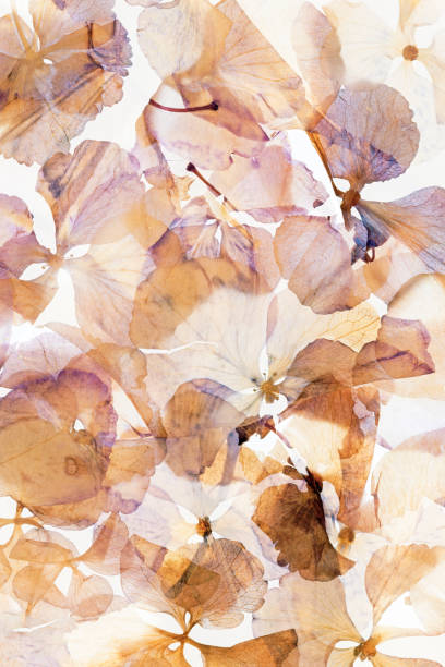 istock Dried and pressed petals of hydrangea flower 2193696641