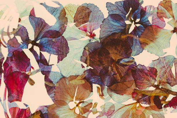 istock Dried and pressed petals of hydrangea flower 2193696643