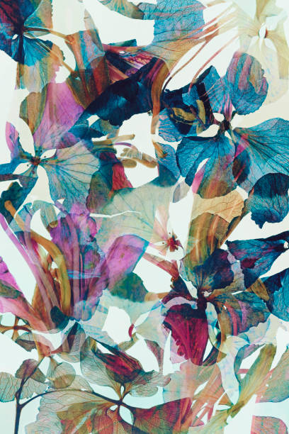 Dried and pressed petals of hydrangea flower from sweden nature